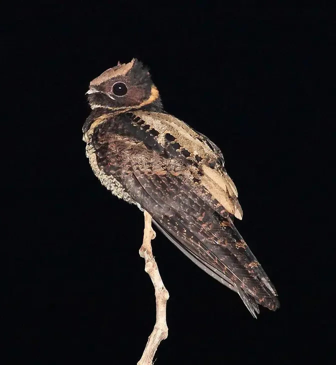 A great eared nightjar perched on a branch. (<a href="https://en.wikipedia.org/wiki/File:Great_Eared-Nightjar,_Tangkoko,_Sulawesi_(5799113025)_(2).jpg">Nigel Voaden</a>/<a href="https://creativecommons.org/licenses/by-sa/2.0/deed.en">CC BY-SA 2.0 DEED</a>)