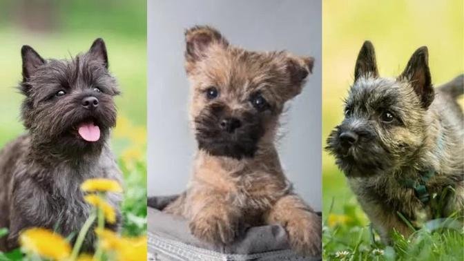 Cairn terrier | Funny and Cute dog video compilation in 2022.