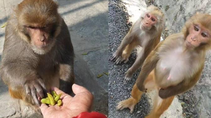 feeding soybean peanuts walnuts watermelon seeds and coconut to the hungry monkey