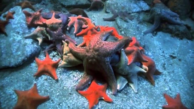 Shape of Life: Echinoderms - Sea Star Time lapse: Eating Dead Fish