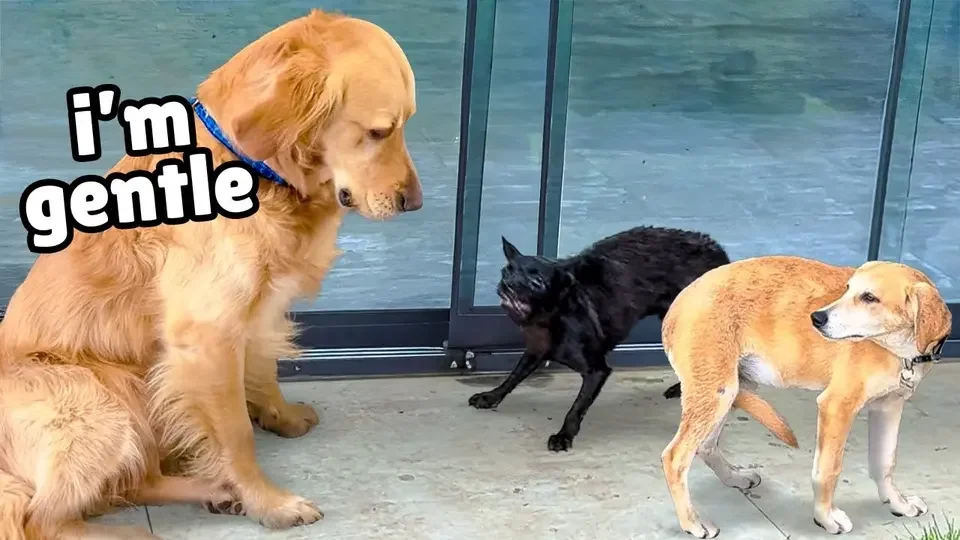 Golden Retriever Meets Two Terrified Rescue Puppies