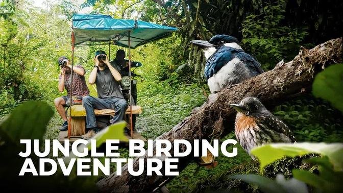 Birding Adventures in Colombia's Pacific Jungle | New Episode Promo