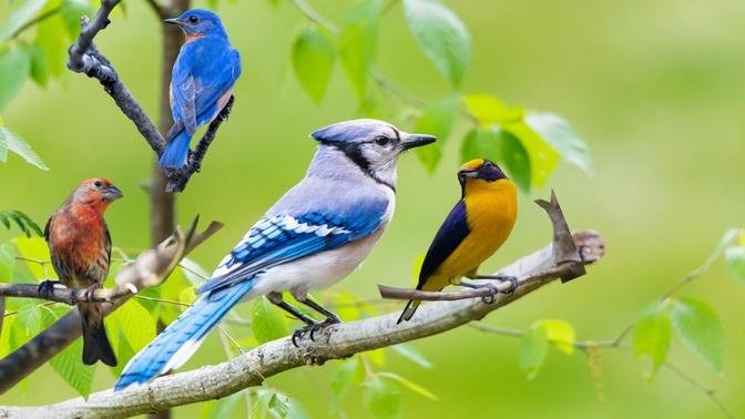 The most colorful birds in the world - amazing and beautiful nature birds sound