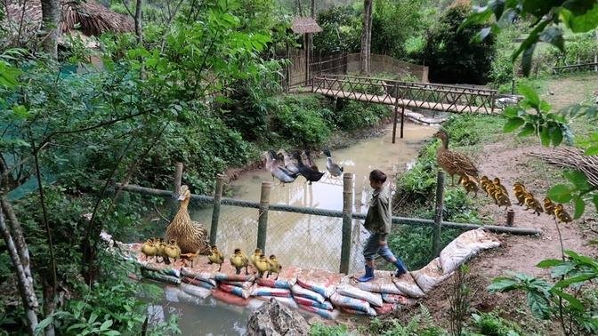 Ep 24 raising a flock of newly hatched ducklings, blocking the stream as a fish pond build free life