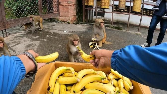 Monkey banana party || feeding banana to the hungry wild monkey || feeding monkey video