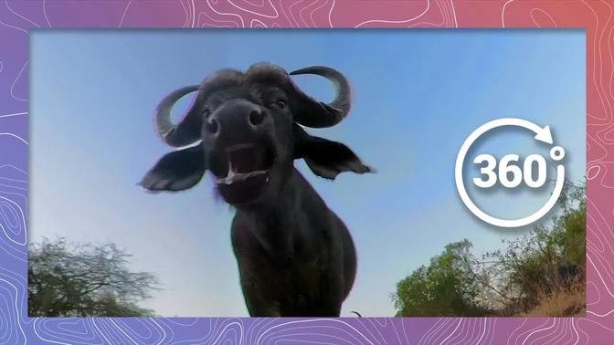 Cape Buffalo Gets Spooked  | Wildlife in 360 VR