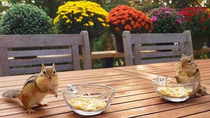 Chipmunks Fall In Love With Almond Scent | Videos | ChooChoo's Story