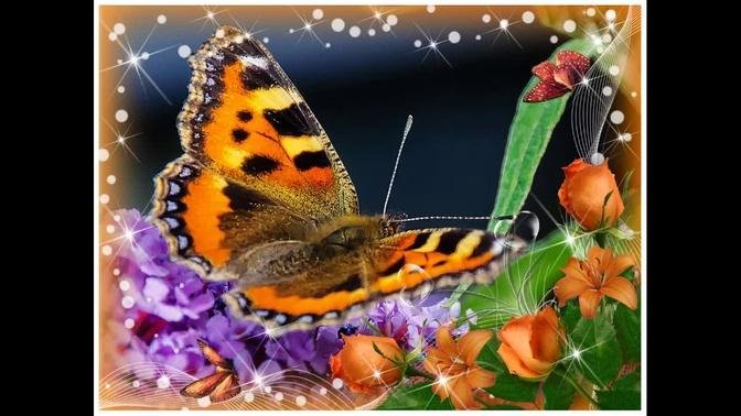 Butterflies in my English garden...
