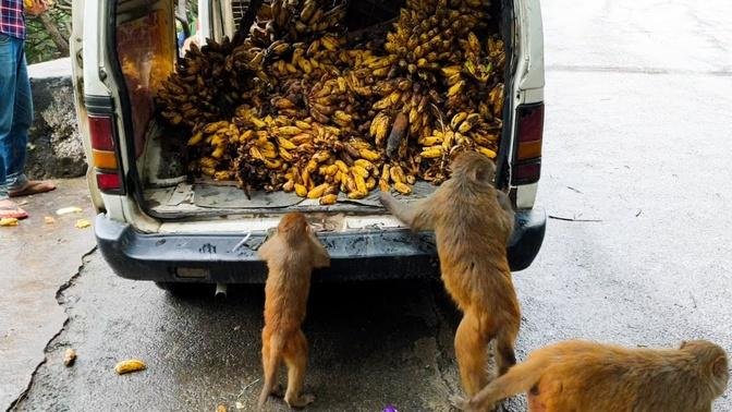 Feeding banana to the wild monkey || Thank you white agro banana farm to providing one van banana