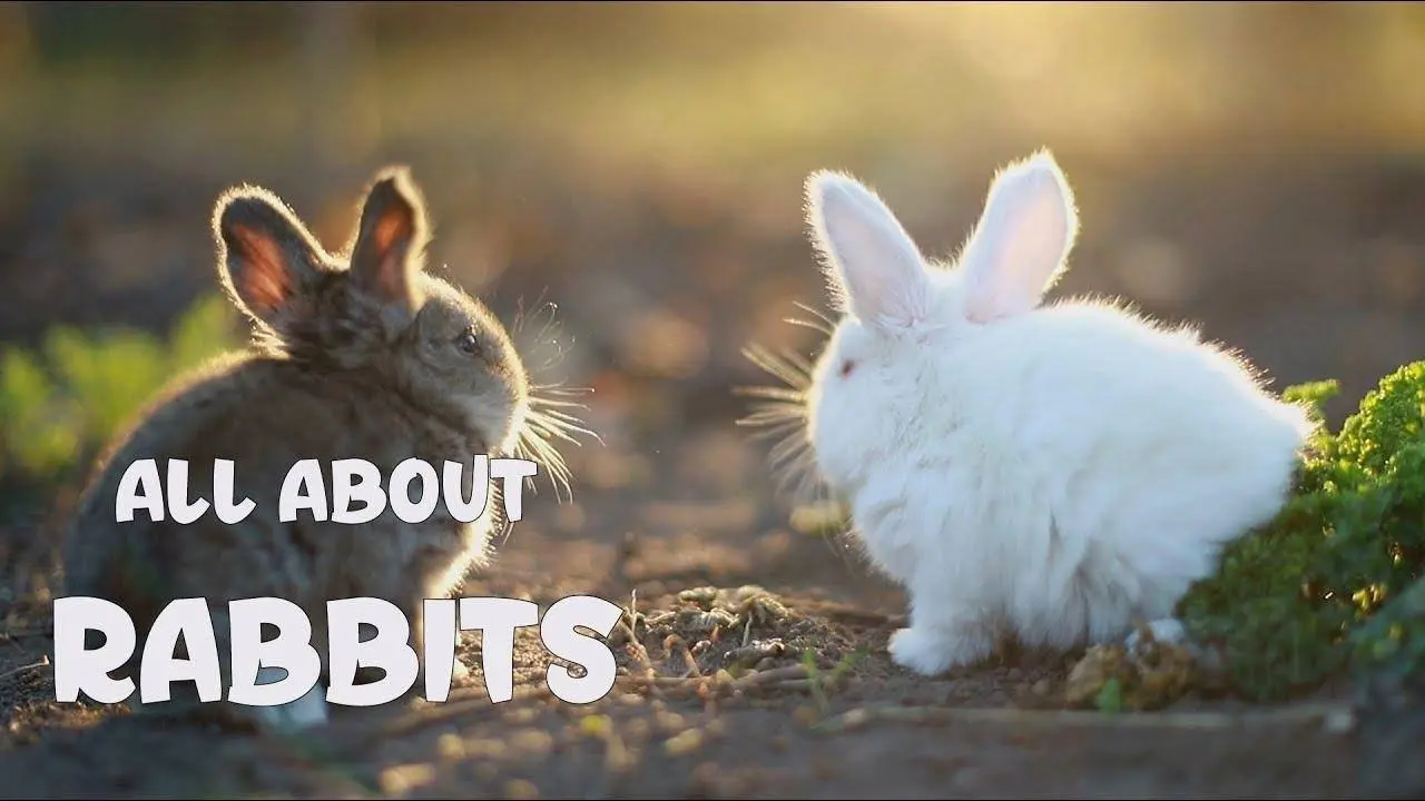 Rabbit Life Cycle | All about Rabbits