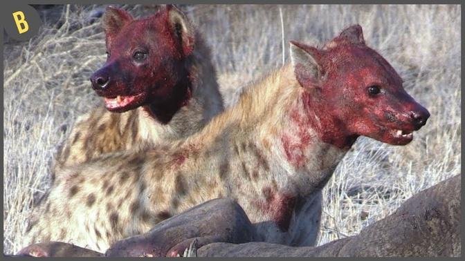 15 Hienas Y Buitres Disfrutando De Animales Muertos
