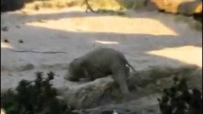 Baby elephant has a tough day