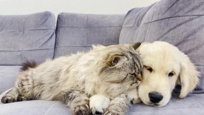 Giant Cat Loves Golden Retriever Puppy (Cutest Ever!!)