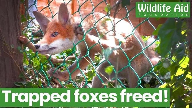 TRAPPED baby foxes need a little human help!