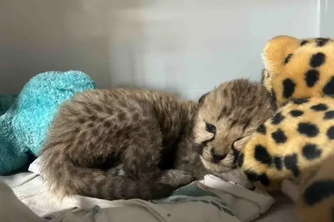 The cheetah cub's mother was unable to provide milk after his other sibling died. (Courtesy of Cincinnati Zoo & Botanical Garden)