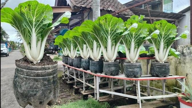 cara menanam pakcoy putih di musim hujan dan tutorial penangulangan hama __ how to grow pakcoy.