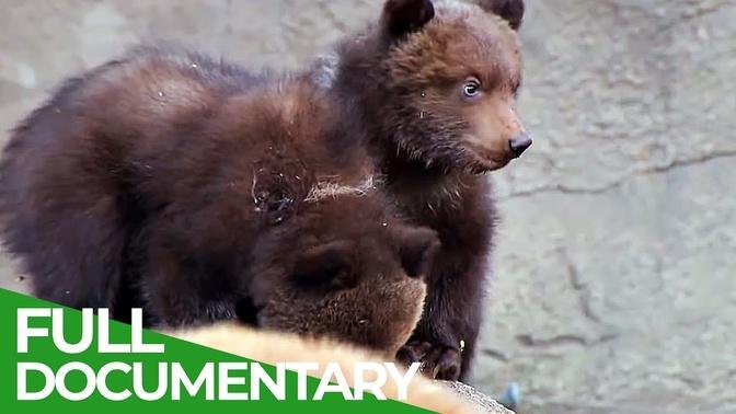 Baby Animals Discovering Their World - Episode 1 - Free Documentary Nature
