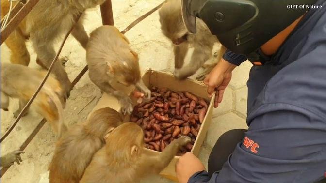 feeding sweet potato to the wild monkey || feeding animal