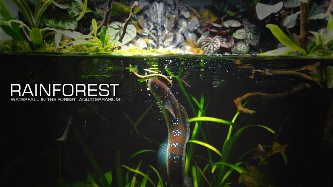 Snakehead Fish In Waterfall Rainforest Aquaterrarium l Tutorial