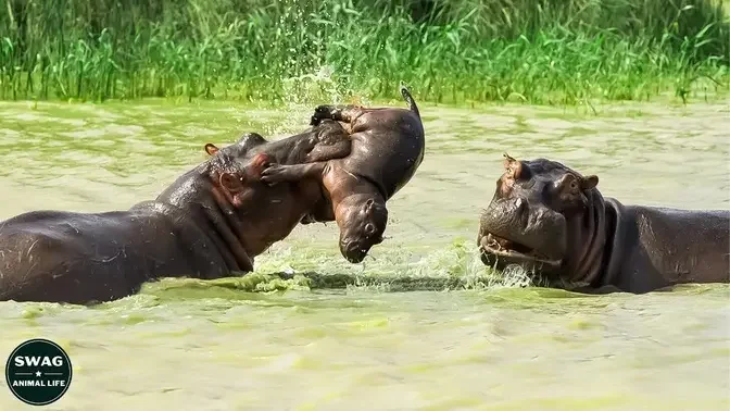The Mother Hippo Tries To Protect Her Calf From The Evil Male Hippo But  Fails