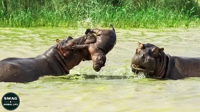 The Mother Hippo Tries To Protect Her Calf From The Evil Male Hippo But Fails