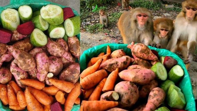 feeding cucumber,  carrot, & sweet potato || feeding monkey || monkey food