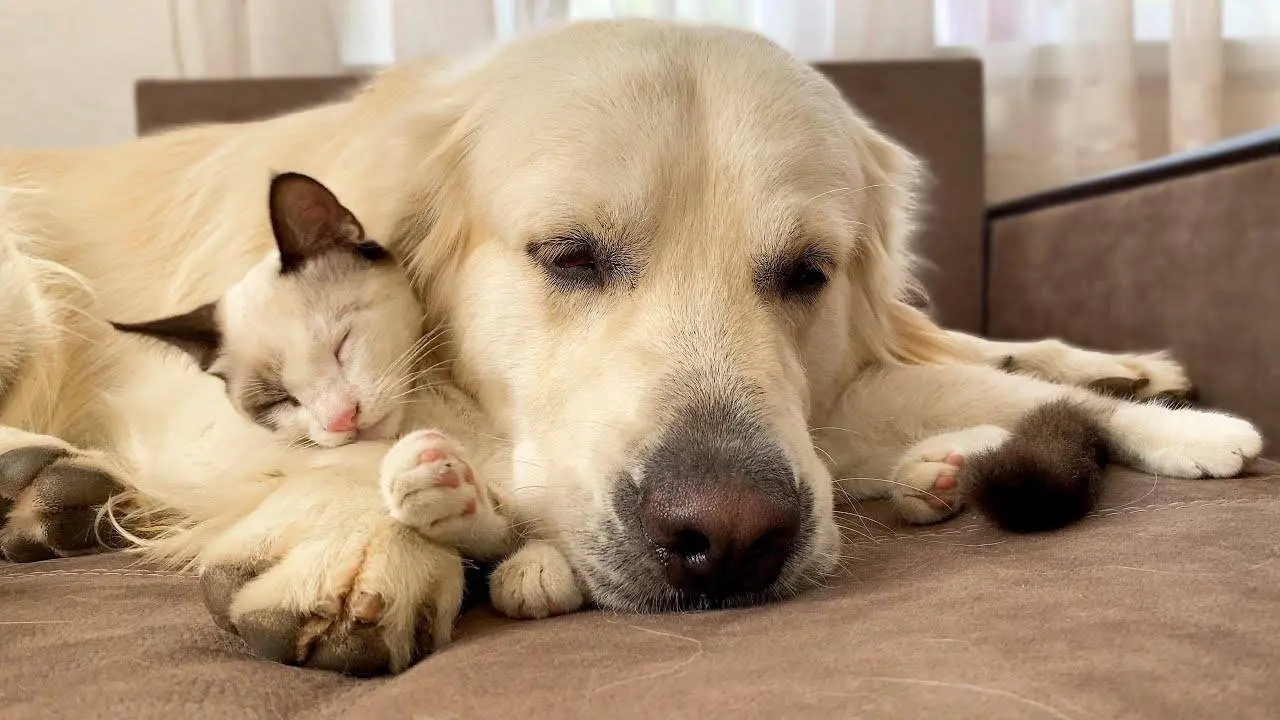 Golden Retriever uses a Kitten as a pillow!