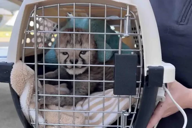 The male cheetah joined Etosha, a female cheetah who recently gave birth to two cubs of her own. (Courtesy of Cincinnati Zoo & Botanical Garden)