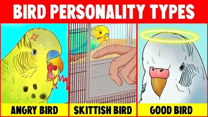 disc-bird-personality-test-who-im-i