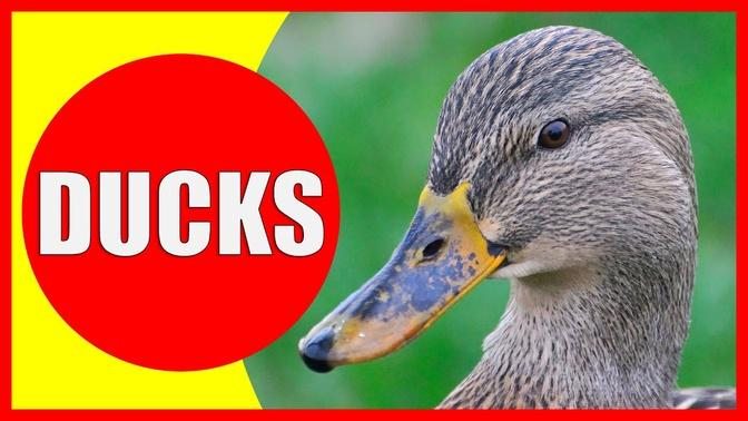 DUCK Facts for Children - Information About Ducks for Kids - Learn About Ducklings | Kiddopedia