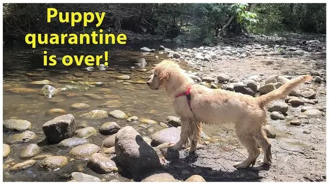 Golden Retriever Puppy first time at the river| Oshies World