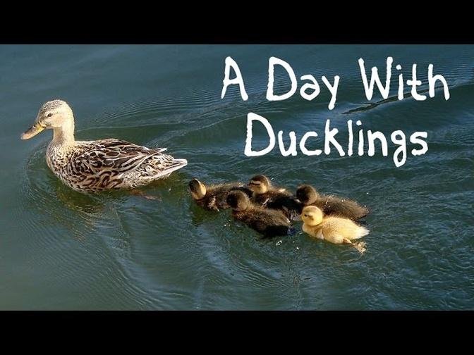 A Day With Ducklings: cute swimming and running ducklings - FreeSchool