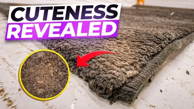 Shocking Amount of Dirt Hidden in a Cute Kids Rug! | Satisfying ASMR Clean