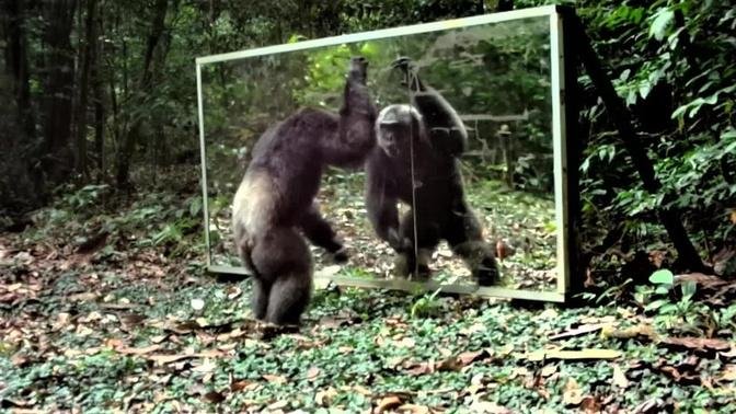 During his mirror training, an alpha male chimpanzee may have to prove his status to the group