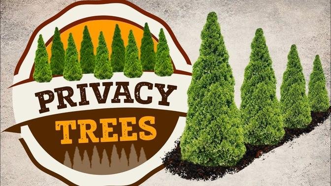 Privacy Trees | Fast Growing Privacy Trees | PlantingTree™