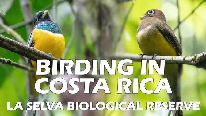 Birding in Costa Rica: La Selva Research Station 2021