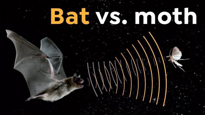 Why Moths and Bats Run an Acoustic Arms Race