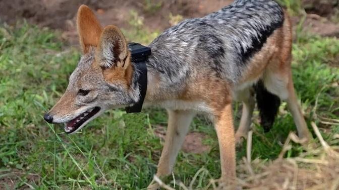 Rescued Black-Backed Jackal Pups final stage of their journey to complete Freedom.