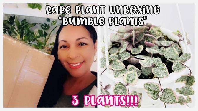 Rare Plant Unboxing from Bumble Plants || THREE PLANTS || VARIEGATED ...