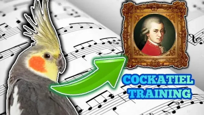 Cockatiel singing Queen of the night (Mozart) - COCKATIEL WHISTLE TRAINING