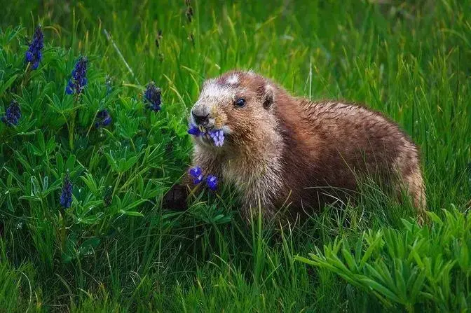 7 Interesting Facts about Olympic National Park Animals 