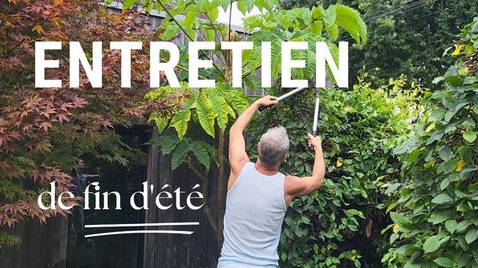 Entretien de fin d'été : taille des Charmes et Miscanthus, division de Carex