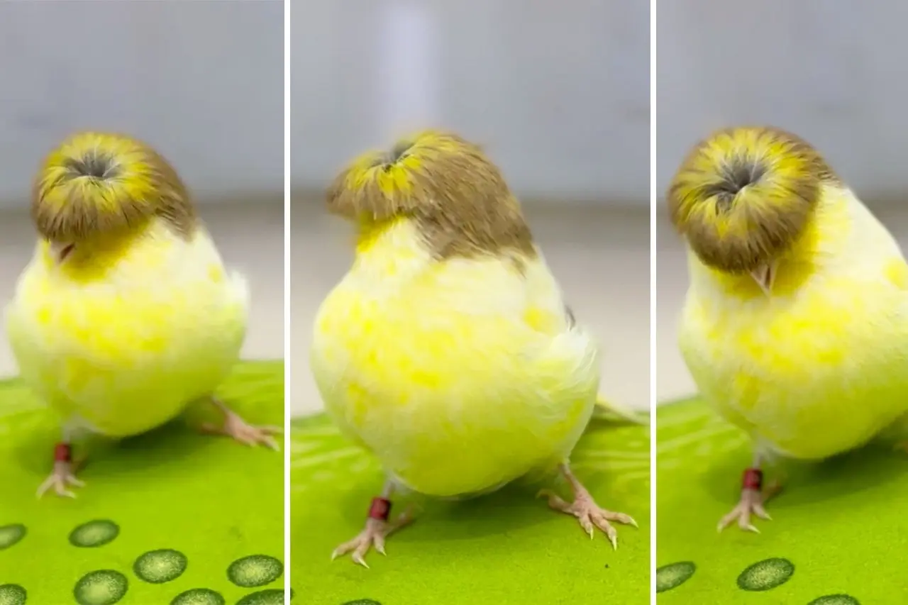Meet the Pet Bird with a Golden Mop That Looks Exactly Like President Donald Trump’s Hairstyle