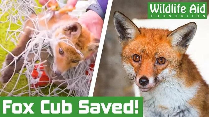 One of the most tangled fox cubs we've EVER seen!