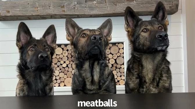 3 German Shepherds Try Different Foods