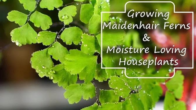 Growing Maidenhair Ferns & Moisture Loving Houseplants - Adiantum