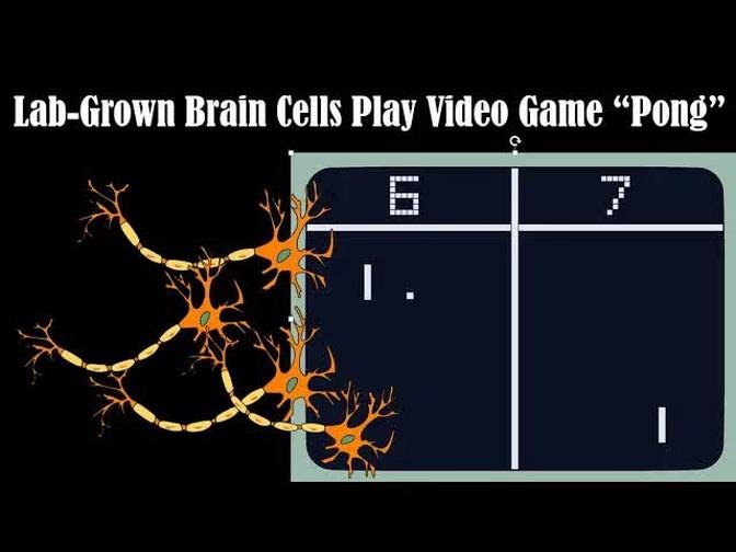 Human Brain Cells in a Dish Learn to Play "Pong" in Just 5 Minutes !