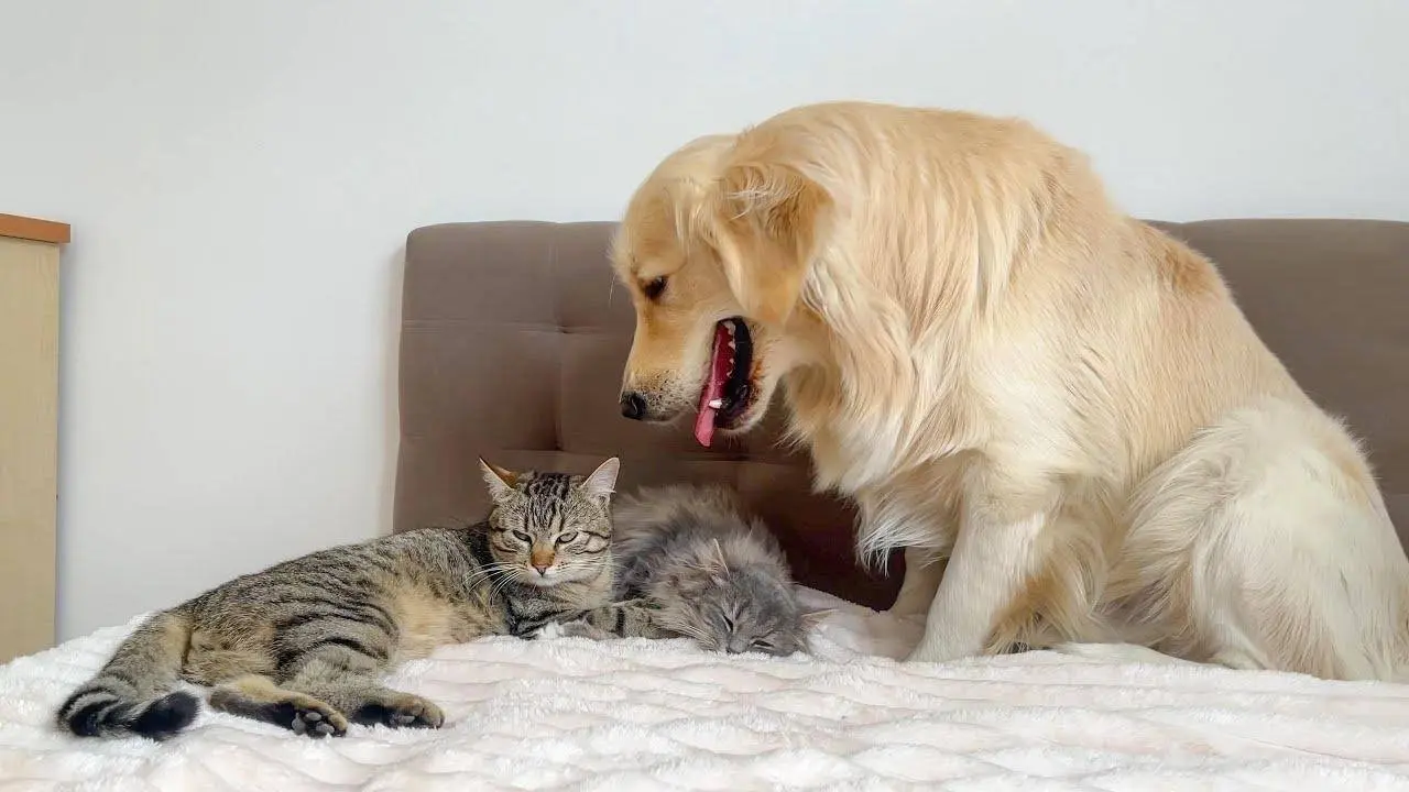 Golden Retriever Demands Attention from Two Adorable Cats!
