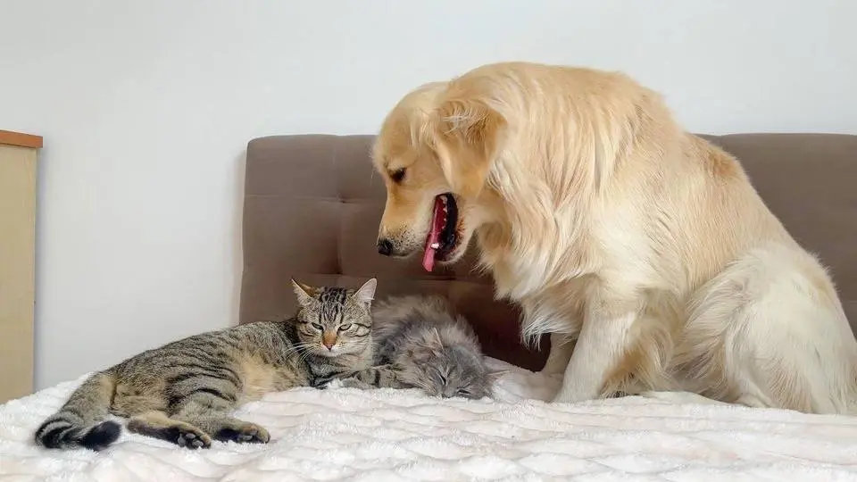 Golden Retriever Demands Attention from Two Adorable Cats!