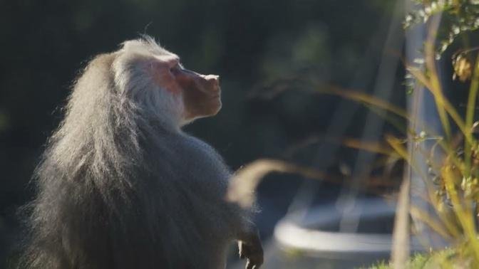 Over the moon with baboons - Baboon Day | San Diego Zoo